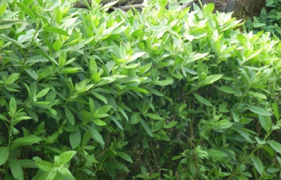 Cây cúc tần – loài cây mọc đầy hàng dào lại có rất nhiều công dụng hay