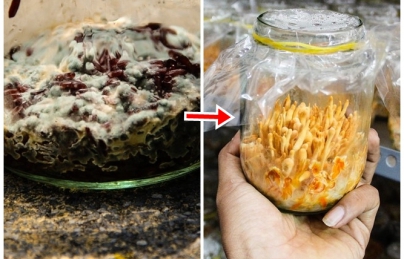 Phương pháp nuôi trồng nấm ăn, dược liệu: Nấm rơm, đông trùng hạ thảo