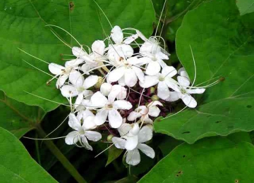 Cây mò hoa trắng – bạch đồng nữ điều trị bạch đới, khí hư (bach dong nu)