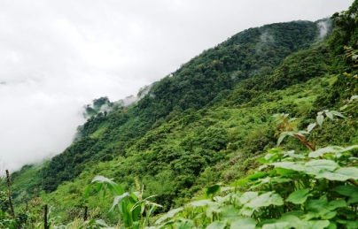 Quảng Nam: Bảo tồn và phát triển cây dược liệu