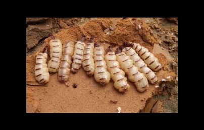 Mối chúa ngâm rượu giúp bổ thận tráng dương, tăng cường sinh lý Mối chúa ngâm rượu giúp bổ thận tráng dương, tăng cường sinh lý