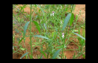 Xuyên tâm liên kháng sinh điều trị viêm xoang, viêm phế quản Xuyên tâm liên kháng sinh điều trị viêm xoang, viêm phế quản