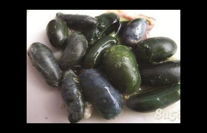 Mật trăn “xà đởm” vị thuốc quý nhưng vẫn rất ít người biết cách dùng Mật trăn “xà đởm” vị thuốc quý nhưng vẫn rất ít người biết cách dùng