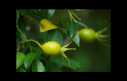 Cây kim anh tử – Dược thảo điều trị di mộng tinh, xuất tinh sớm cực hay Cây kim anh tử – Dược thảo điều trị di mộng tinh, xuất tinh sớm cực hay