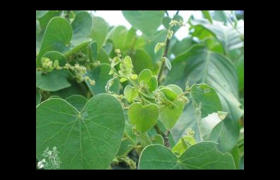 Cây tiết dê và hiệu quả điều trị bệnh sỏi thận, sỏi mật Cây tiết dê và hiệu quả điều trị bệnh sỏi thận, sỏi mật