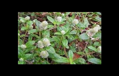 Cây Nở ngày đất tốt cho người bệnh Gút, tiểu đường (ngay dat) Cây Nở ngày đất tốt cho người bệnh Gút, tiểu đường (ngay dat)