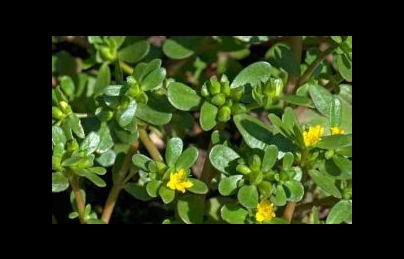 Cây rau sam loài “rau trường thọ” được người Trung Quốc ngợi ca Cây rau sam loài “rau trường thọ” được người Trung Quốc ngợi ca