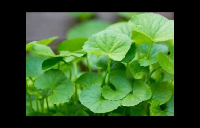 Cây rau má vị thuốc mát bổ, lợi sữa nhưng cần lưu ý khi sử dụng Cây rau má vị thuốc mát bổ, lợi sữa nhưng cần lưu ý khi sử dụng