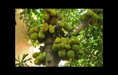 Cây mít loại quả có nhiều ở Việt Nam có rất nhiều tác dụng (Theo nghiên cứu của tiến sỹ người Mỹ) Cây mít loại quả có nhiều ở Việt Nam có rất nhiều tác dụng (Theo nghiên cứu của tiến sỹ người Mỹ)