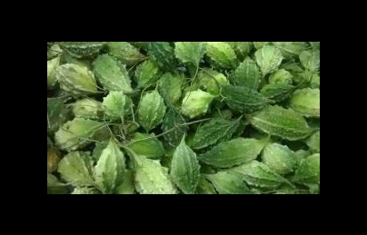 Mướp đắng rừng (Khổ qua rừng) điều trị huyết áp cao, tiểu đường (muop dang) Mướp đắng rừng (Khổ qua rừng) điều trị huyết áp cao, tiểu đường (muop dang)