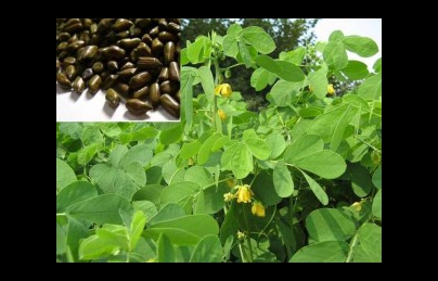 Thảo quyết minh (Hạt muồng muồng) điều trị mất ngủ (dau muong) Thảo quyết minh (Hạt muồng muồng) điều trị mất ngủ (dau muong)