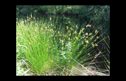 Cây bấc đèn (đăng tâm thảo) điều trị mất ngủ, ho, bí tiểu, phù nề cực hay Cây bấc đèn (đăng tâm thảo) điều trị mất ngủ, ho, bí tiểu, phù nề cực hay