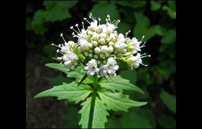 Cây nữ lang bí kíp điều trị mất ngủ của người Châu Âu Cây nữ lang bí kíp điều trị mất ngủ của người Châu Âu