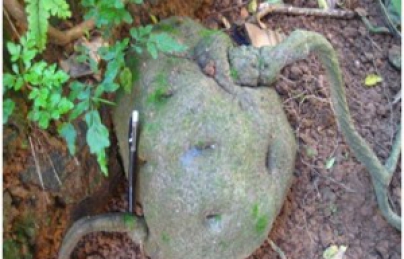 Củ bình vôi vị thuốc quý an thần, điều trị bệnh mất ngủ Củ bình vôi vị thuốc quý an thần, điều trị bệnh mất ngủ