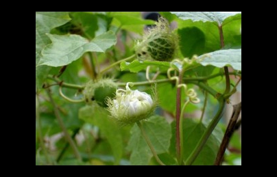 Cây lạc tiên (nhãn lồng) vị thuốc an thần, điều trị mất ngủ Cây lạc tiên (nhãn lồng) vị thuốc an thần, điều trị mất ngủ