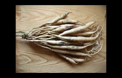 Củ bách bộ – Huyền thoại điều trị ho lâu ngày, viêm phế quản mãn tính Củ bách bộ – Huyền thoại điều trị ho lâu ngày, viêm phế quản mãn tính