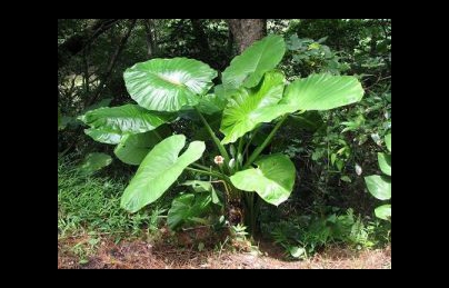 Thật bất ngờ – Củ ráy cũng có tác dụng điều trị bệnh khá hay Thật bất ngờ – Củ ráy cũng có tác dụng điều trị bệnh khá hay