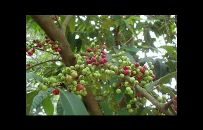 Cây sắn thuyền điều trị vết thương không để lại sẹo cực hay Cây sắn thuyền điều trị vết thương không để lại sẹo cực hay