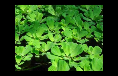 Bèo cái (Phù bình) điều trị hen suyễn, eczema, viêm da cơ địa, viêm xoang, trĩ ngoại, lang beng Bèo cái (Phù bình) điều trị hen suyễn, eczema, viêm da cơ địa, viêm xoang, trĩ ngoại, lang beng