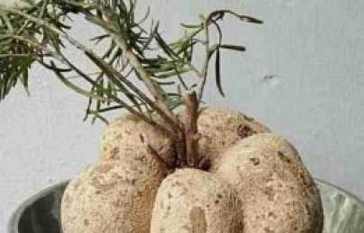 Nấm phục linh thiên loài nấm quý hơn cả nhân sâm Triều Tiên Nấm phục linh thiên loài nấm quý hơn cả nhân sâm Triều Tiên