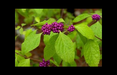 Cây nàng nàng – Thuốc quý tăng cường sức khỏe cho phụ nữ sau sinh Cây nàng nàng – Thuốc quý tăng cường sức khỏe cho phụ nữ sau sinh