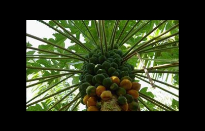 Cây đu đủ – Không chỉ là cây ăn trái, đu đủ còn là một vị thuốc quý Cây đu đủ – Không chỉ là cây ăn trái, đu đủ còn là một vị thuốc quý