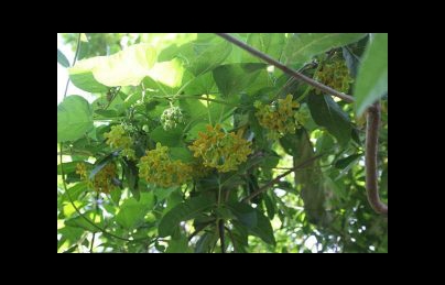 Hoa thiên lý (Lá thiên lý) an thần, điều trị lòi dom, sa dạ con Hoa thiên lý (Lá thiên lý) an thần, điều trị lòi dom, sa dạ con