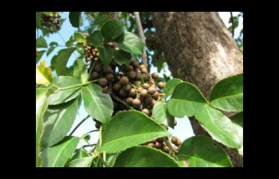 Cây nhội điều trị tiêu chảy, bệnh đường tiêu hóa cực hay Cây nhội điều trị tiêu chảy, bệnh đường tiêu hóa cực hay