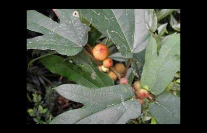 Cây vú bò lợi sữa, bổ khí dưỡng huyết, điều trị phong thấp rất hay Cây vú bò lợi sữa, bổ khí dưỡng huyết, điều trị phong thấp rất hay