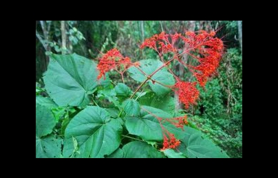 Xích đồng nam (Mò hoa đỏ) điều trị vàng da, kinh nguyệt không đều (dong nam, mo hoa do) Xích đồng nam (Mò hoa đỏ) điều trị vàng da, kinh nguyệt không đều (dong nam, mo hoa do)