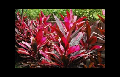 Cây huyết dụ điều trị rong kinh, tiểu ra máu, bệnh trĩ, chảy máu cam Cây huyết dụ điều trị rong kinh, tiểu ra máu, bệnh trĩ, chảy máu cam