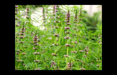 Cây ích mẫu điều trị rối loạn kinh nguyệt, bế kinh, tắc kinh Cây ích mẫu điều trị rối loạn kinh nguyệt, bế kinh, tắc kinh