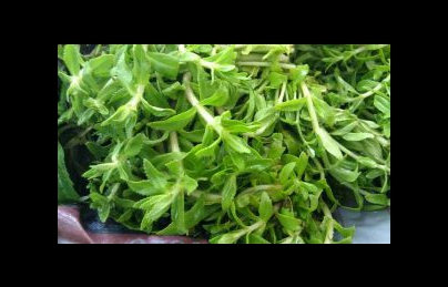 Cây rau om (Rau ngổ thơm) điều trị sỏi thận 1 tuần là ra sỏi Cây rau om (Rau ngổ thơm) điều trị sỏi thận 1 tuần là ra sỏi