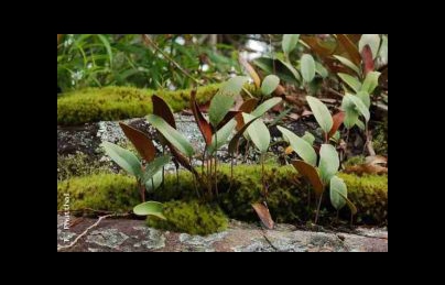 Cây thạch vĩ điều trị viêm bàng quang, viêm tiết niệu, viêm phế quản Cây thạch vĩ điều trị viêm bàng quang, viêm tiết niệu, viêm phế quản