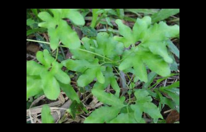 Cây bòng bong (Hải kim sa) điều trị phù thận, viêm thận Cây bòng bong (Hải kim sa) điều trị phù thận, viêm thận
