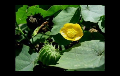 Cây cối xay tốt cho người bệnh xương khớp, bệnh trĩ, bí tiểu Cây cối xay tốt cho người bệnh xương khớp, bệnh trĩ, bí tiểu