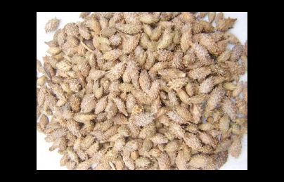 Ké đầu ngựa điều trị bướu cổ, sỏi thận, viêm tiết niệu (dau) Ké đầu ngựa điều trị bướu cổ, sỏi thận, viêm tiết niệu (dau)