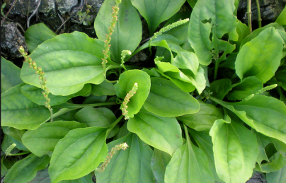 Cây mã đề (xa tiền thảo) cai thuốc lá, điều trị bệnh sỏi thận (ma de) Cây mã đề (xa tiền thảo) cai thuốc lá, điều trị bệnh sỏi thận (ma de)