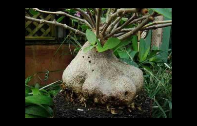 Cây bí kỳ nam (cây tổ kiến) điều trị viêm gan, cải thiện chức năng thận Cây bí kỳ nam (cây tổ kiến) điều trị viêm gan, cải thiện chức năng thận