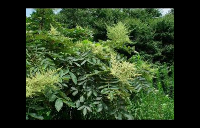 Cây muối: Tin vui cho những bệnh nhân mắc suy thận, thận hư Cây muối: Tin vui cho những bệnh nhân mắc suy thận, thận hư