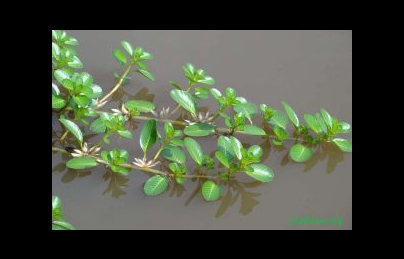 Cây dừa nước điều trị viêm cầu thận, viêm bàng quang, tiểu đục Cây dừa nước điều trị viêm cầu thận, viêm bàng quang, tiểu đục