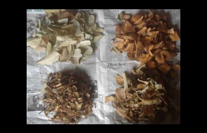 4 cây thuốc nam điều trị bệnh suy thận, thận hư diệu kỳ ở Bình Định 4 cây thuốc nam điều trị bệnh suy thận, thận hư diệu kỳ ở Bình Định