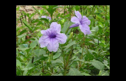 Cây nổ trong bài thuốc nam điều trị bệnh thận hư, suy thận Cây nổ trong bài thuốc nam điều trị bệnh thận hư, suy thận