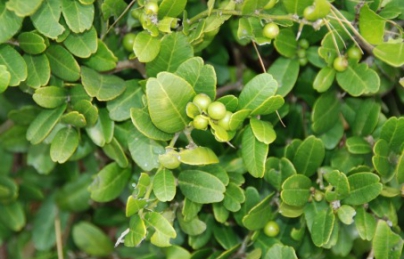 Gai tầm xoọng hay cây Quýt gai điều trị bệnh suy thận Gai tầm xoọng hay cây Quýt gai điều trị bệnh suy thận