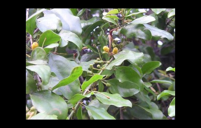 Cây tầm gửi gạo vị thuốc điều trị viêm cầu thận, xương khớp Cây tầm gửi gạo vị thuốc điều trị viêm cầu thận, xương khớp