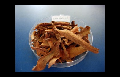 Cốt toái bổ (tắc kè đá) bồi bổ chức năng thận (Tac ke da) Cốt toái bổ (tắc kè đá) bồi bổ chức năng thận (Tac ke da)