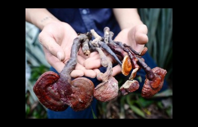 Nấm lim xanh điều trị tiểu đường “Không mới nhưng thật bất ngờ” Nấm lim xanh điều trị tiểu đường “Không mới nhưng thật bất ngờ”