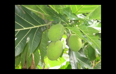 Cây sa kê (xa kê) điều trị bệnh tiểu đường, lợi tiểu, ổn định huyết áp Cây sa kê (xa kê) điều trị bệnh tiểu đường, lợi tiểu, ổn định huyết áp