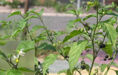 Cây tầm bóp điều trị ung thư, tiểu đường (thuốc quý có ở quanh ta) Cây tầm bóp điều trị ung thư, tiểu đường (thuốc quý có ở quanh ta)