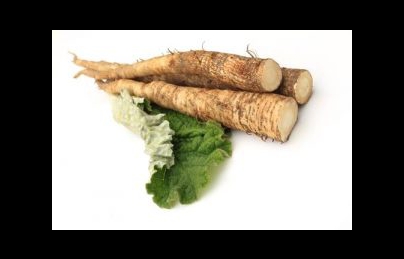 Củ ngưu bàng điều trị tiểu đường, viêm thận cấp hiệu quả Củ ngưu bàng điều trị tiểu đường, viêm thận cấp hiệu quả